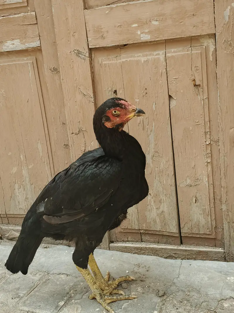 aseel mian Vali mushki Madi — photo 7