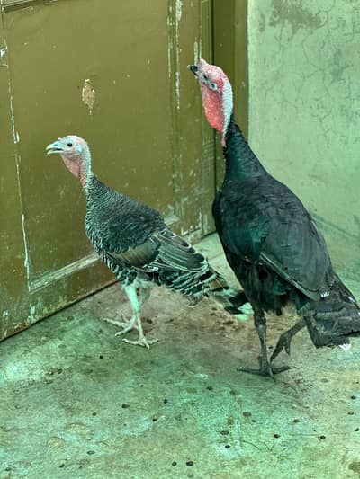 Turkey pair for sale