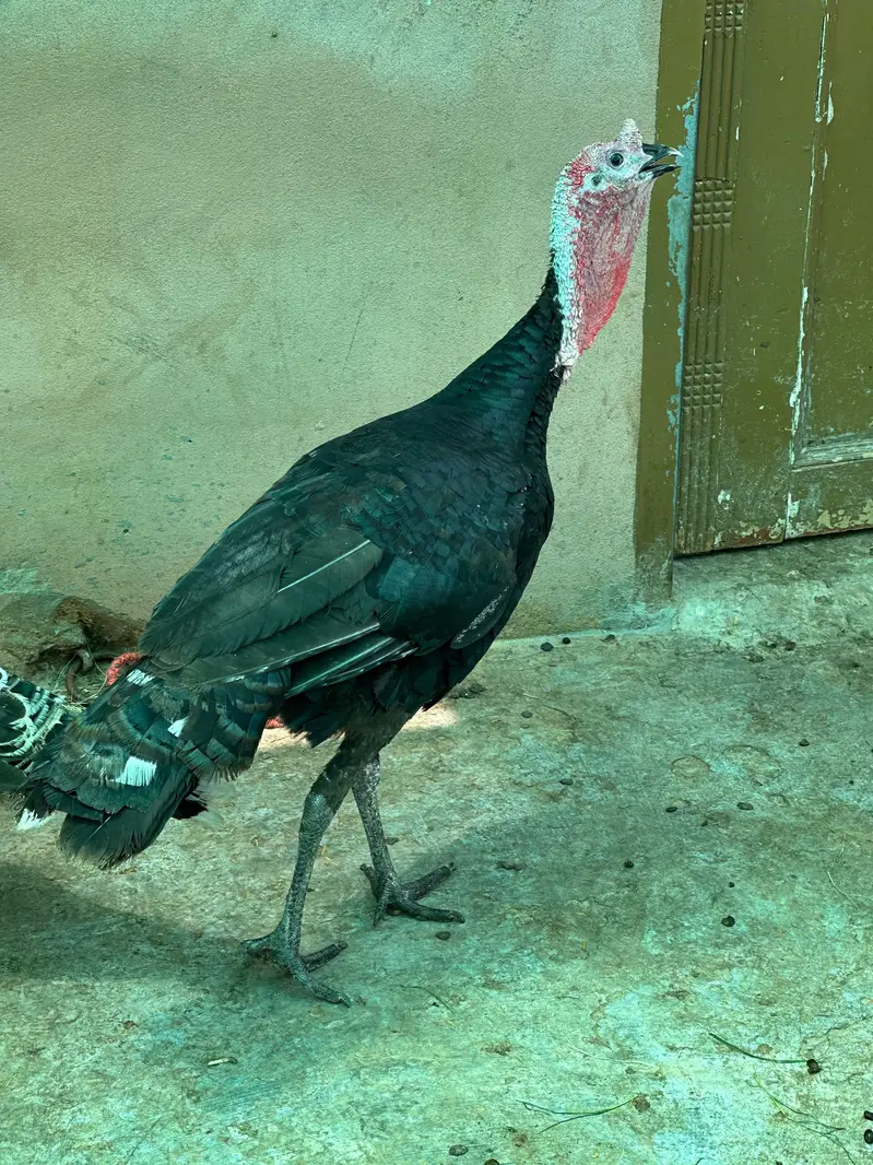 Turkey pair for sale — photo 2