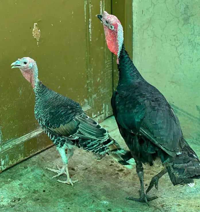 Turkey pair for sale — photo 3