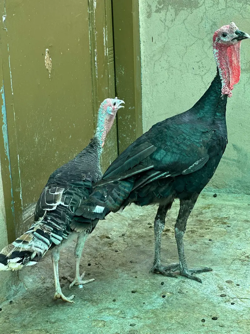 Turkey pair for sale — photo 4