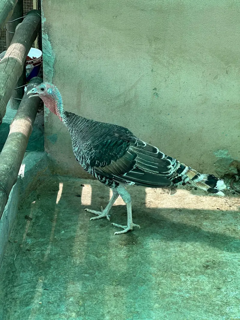 Turkey pair for sale — photo 5