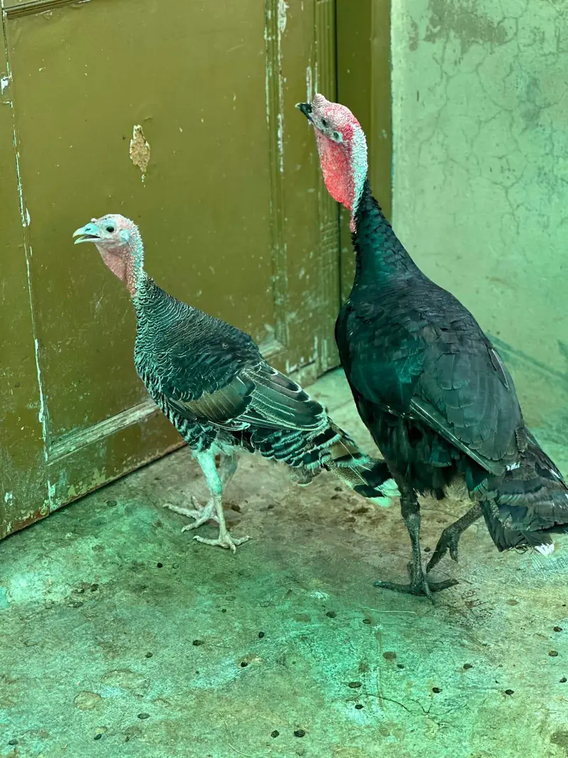 Turkey pair for sale — photo 6