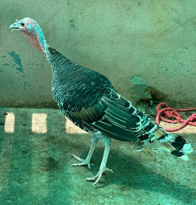 Turkey pair for sale — photo 7