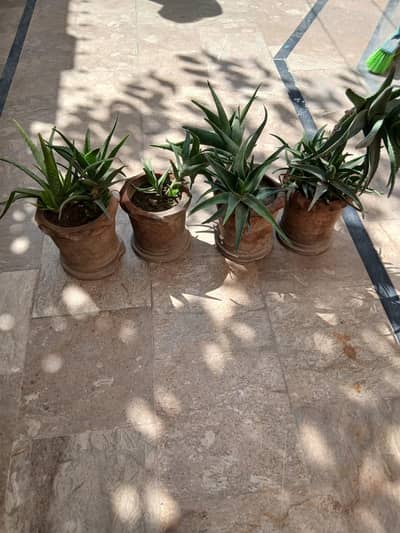 Plants