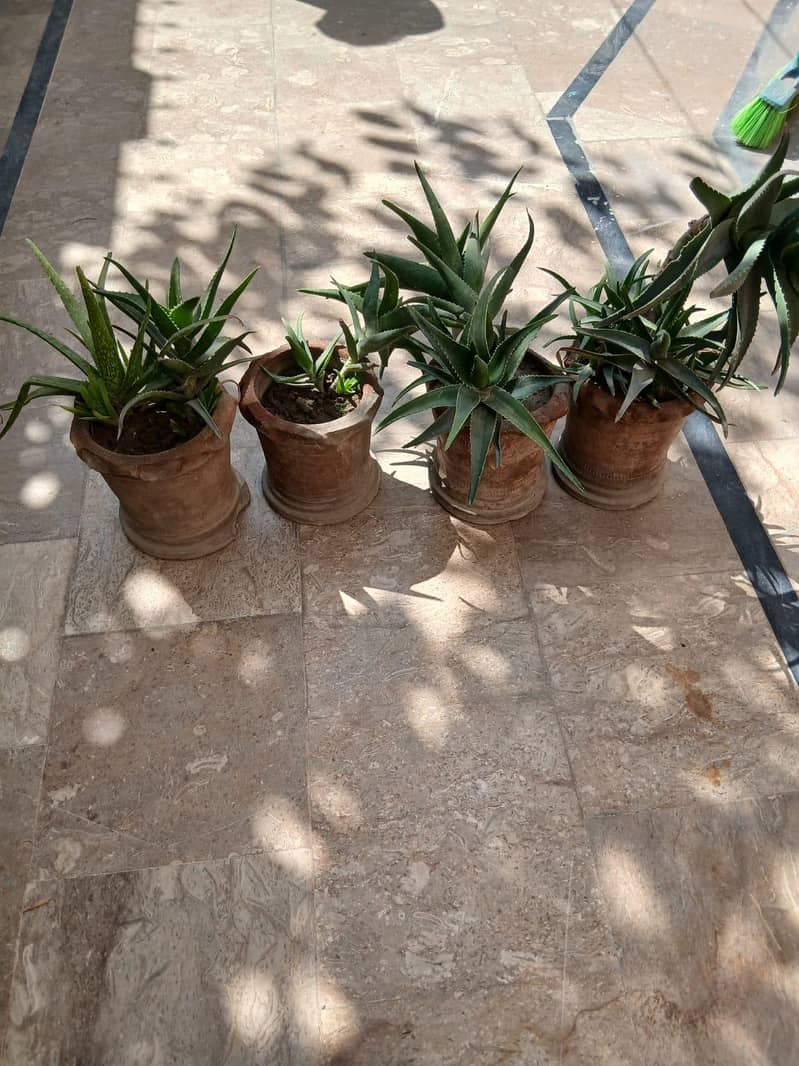 Plants 0