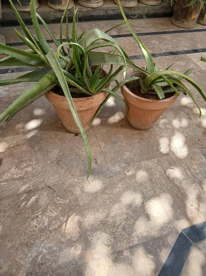 Plants 1