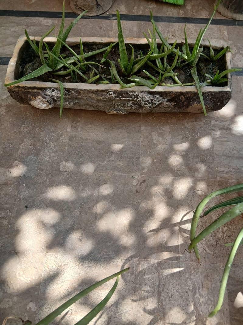 Plants 2