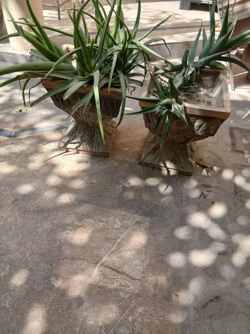 Plants 3