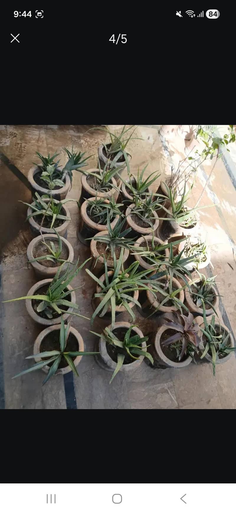 Plants 4