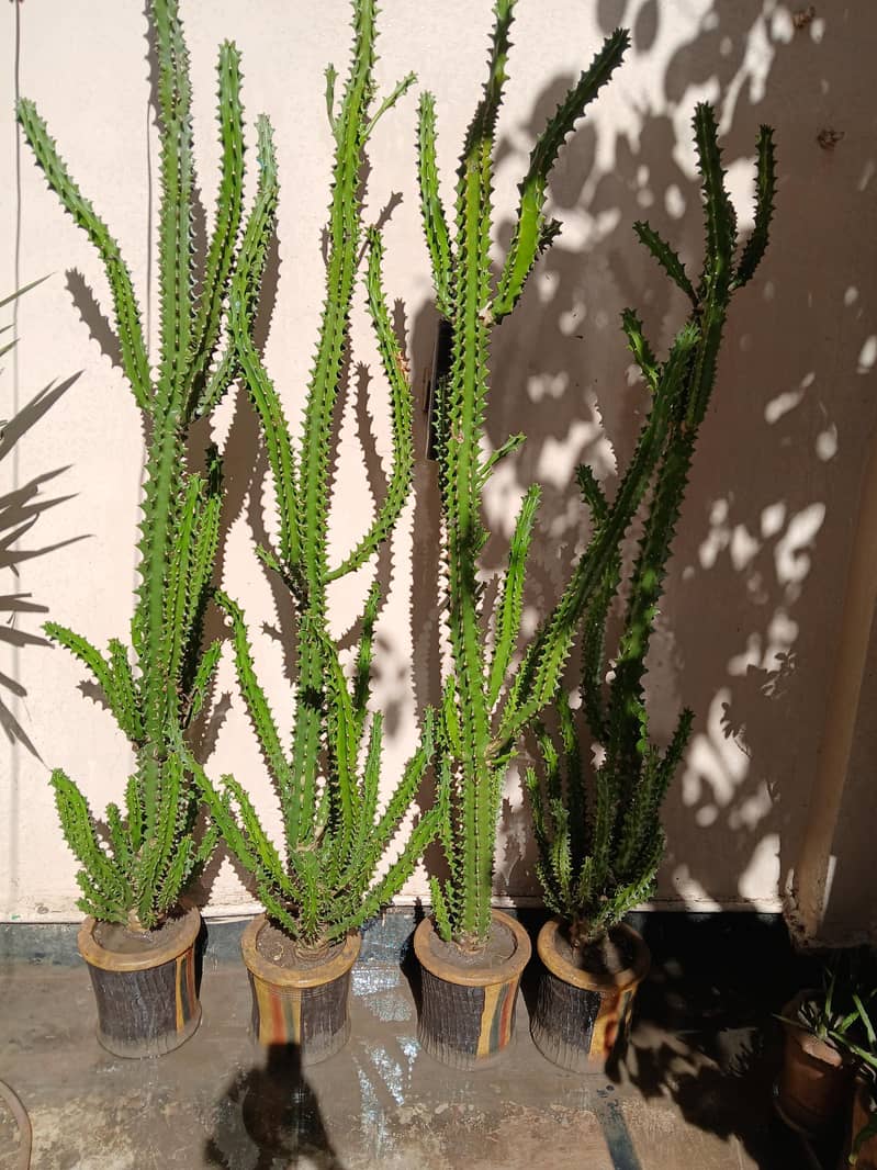 Plants 5