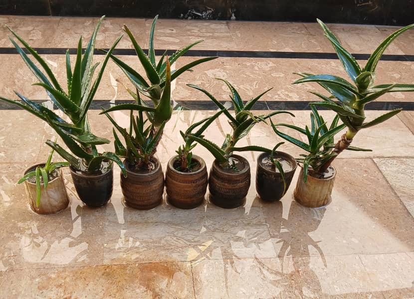 Plants 6
