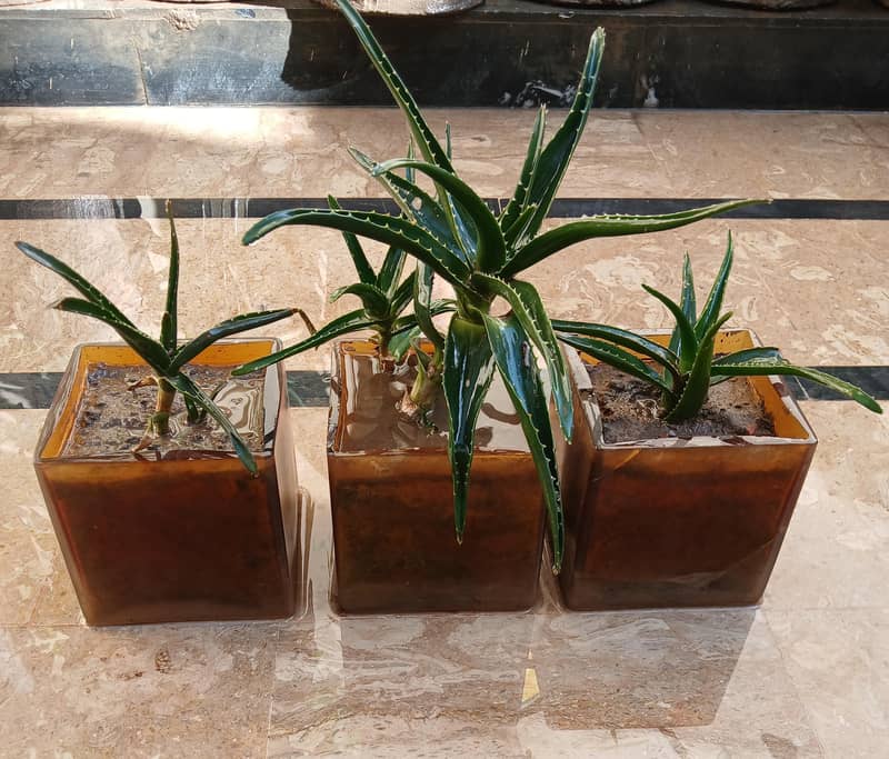 Plants 7