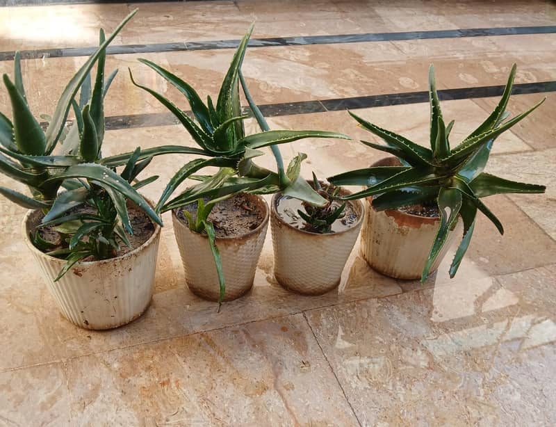 Plants 8