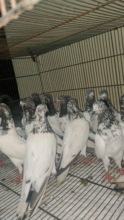20 High Fly Pigeons