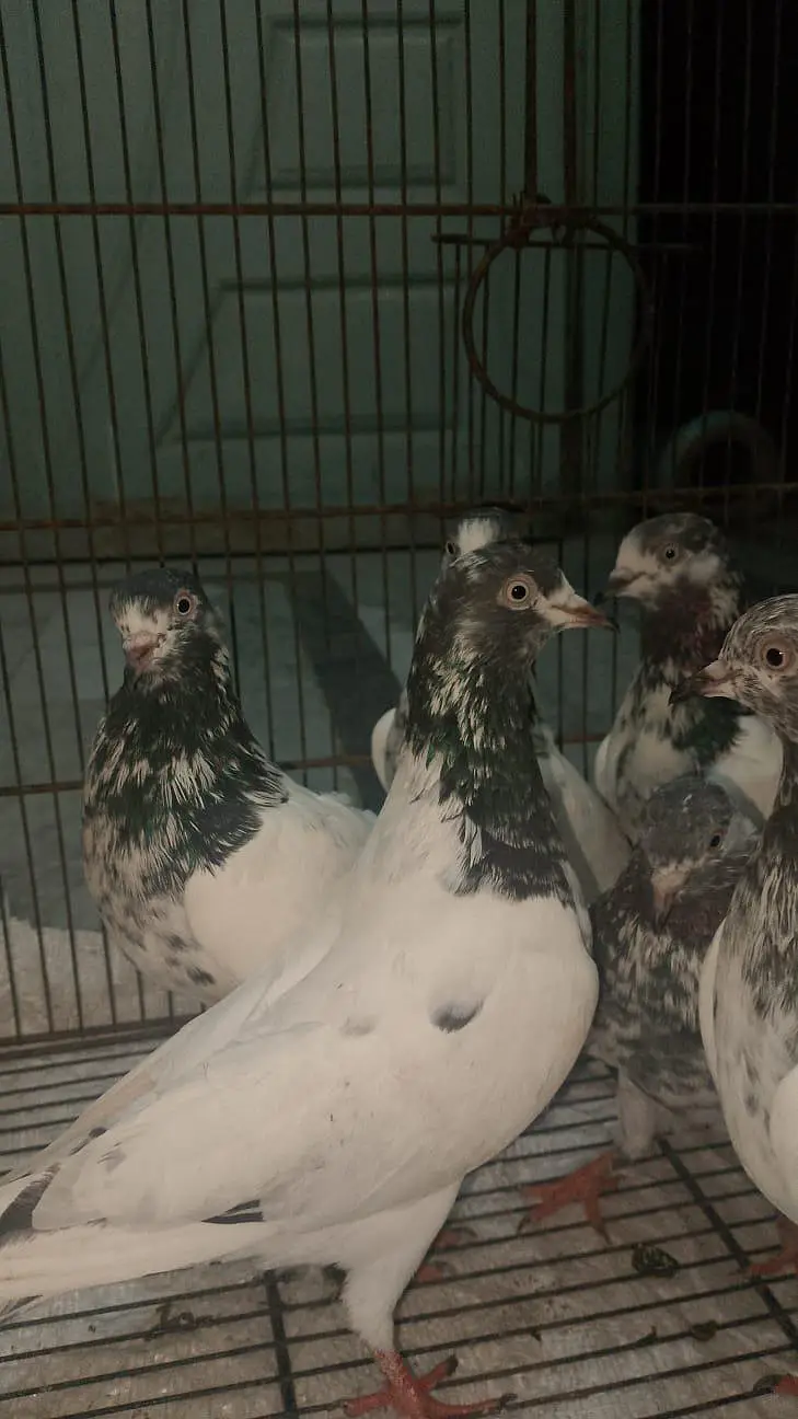 20 High Fly Pigeons — photo 2