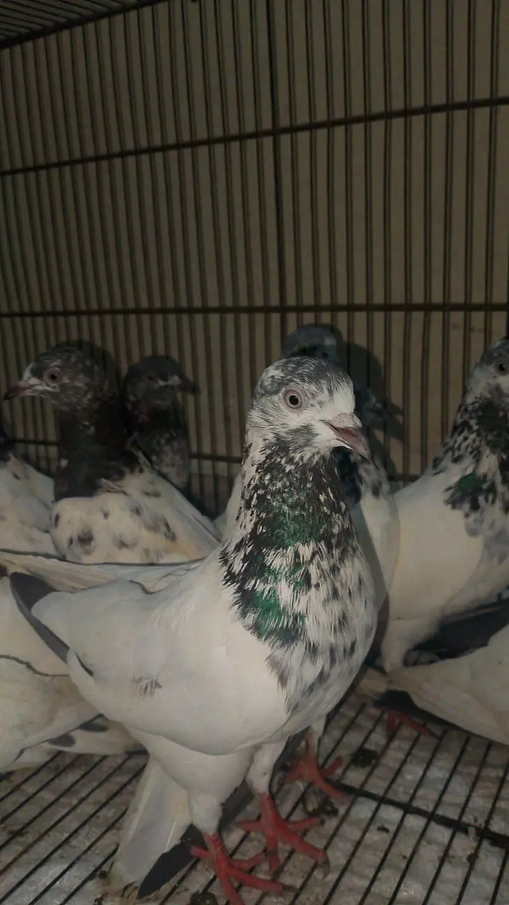 20 High Fly Pigeons — photo 3