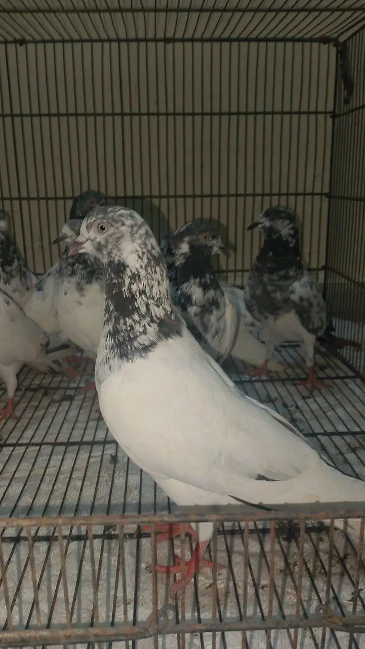20 High Fly Pigeons — photo 4