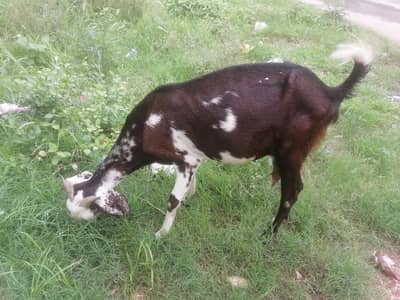 goat and it's babies