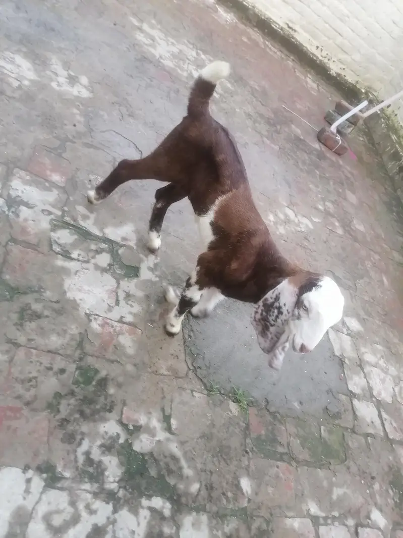 goat and it's babies — photo 2