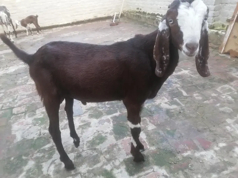 goat and it's babies — photo 3