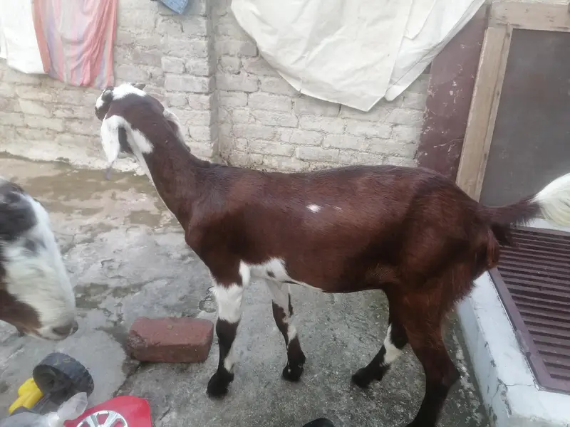 goat and it's babies — photo 4