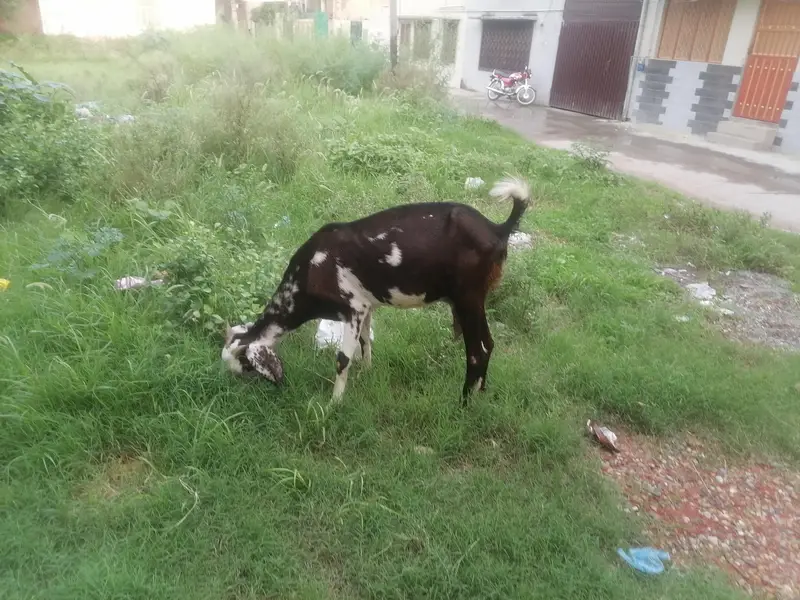 goat and it's babies — photo 5