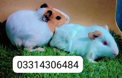 Guinea pig