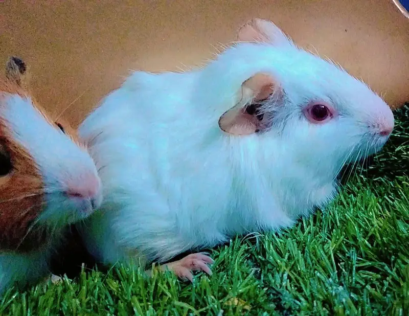 Guinea pig — photo 2