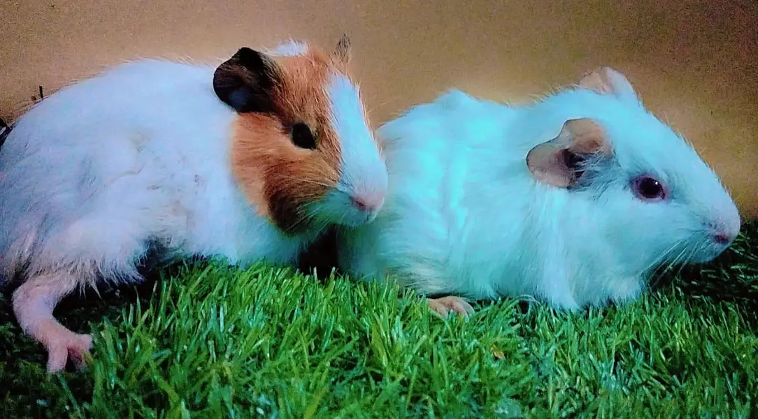 Guinea pig — photo 3