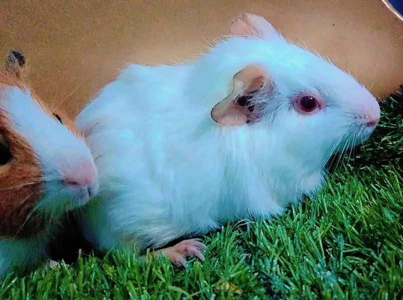 Guinea pig — photo 4