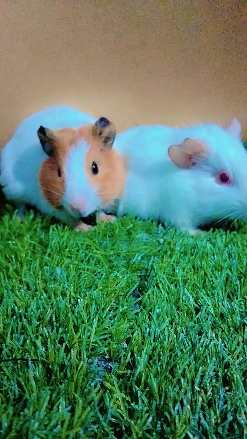 Guinea pig — photo 5