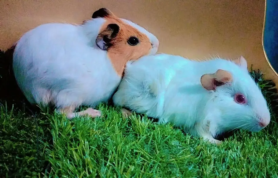 Guinea pig — photo 6