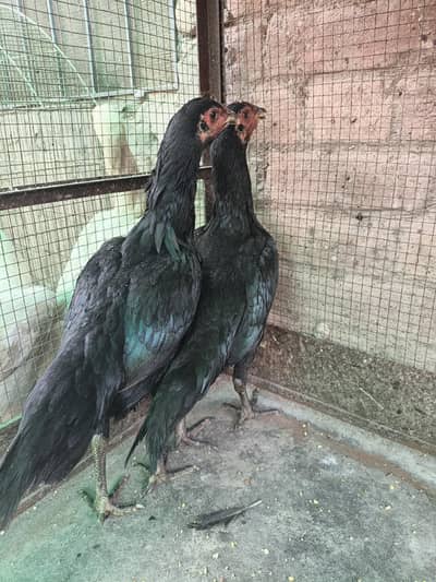 Thai pokoya O Shamo patha Murga Aseel chicks pathi Punas, Burmi,Dragon