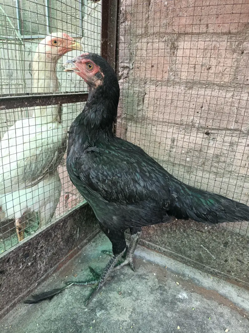 Thai pokoya O Shamo patha Murga Aseel chicks pathi Punas, Burmi,Dragon — photo 2