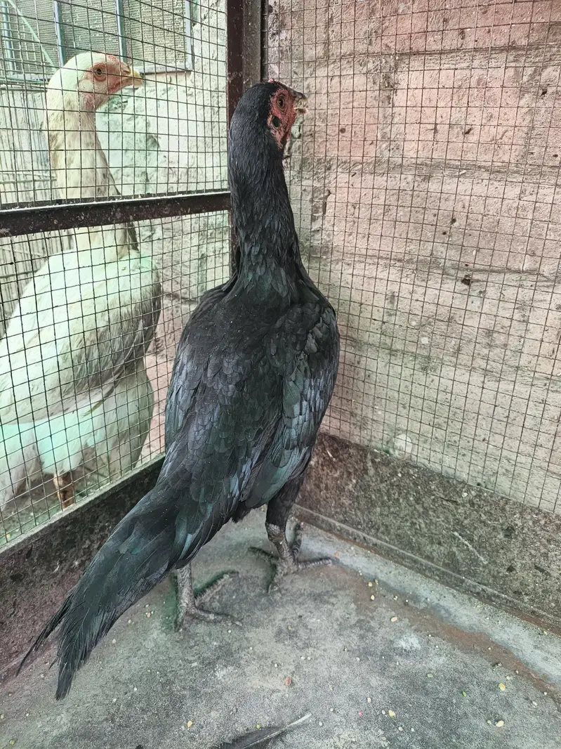 Thai pokoya O Shamo patha Murga Aseel chicks pathi Punas, Burmi,Dragon — photo 3