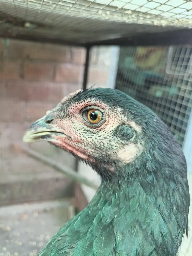 Thai pokoya O Shamo patha Murga Aseel chicks pathi Punas, Burmi,Dragon — photo 6