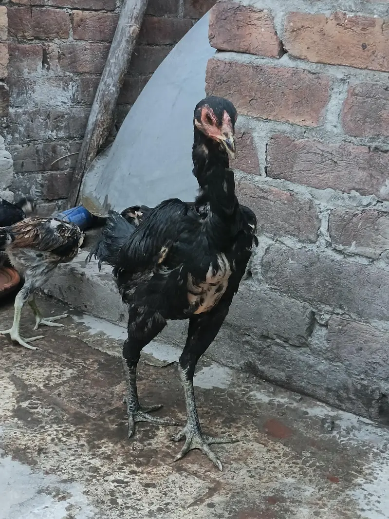 Thai pokoya O Shamo patha Murga Aseel chicks pathi Punas, Burmi,Dragon — photo 9