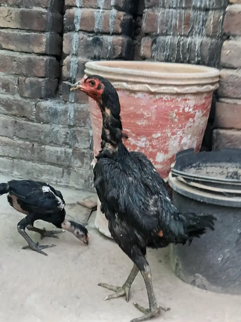 Thai pokoya O Shamo patha Murga Aseel chicks pathi Punas, Burmi,Dragon — photo 10