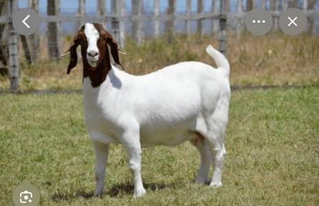 Two goats one male and one female ( 5 month age )