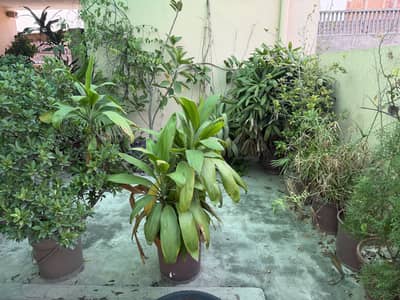 Plants