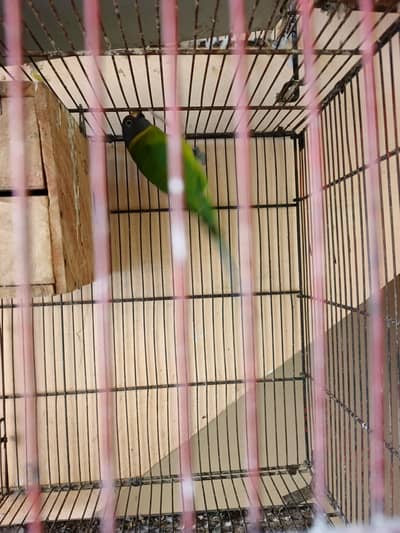 plum head female
