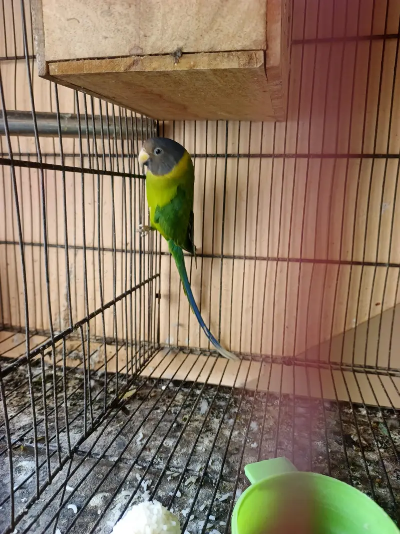 plum head female — photo 2