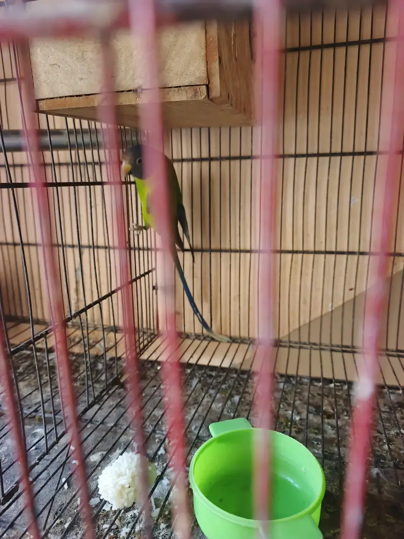 plum head female — photo 3