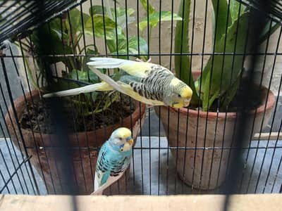 Tame budgies and budgies breeder pairs available 0/3/2/1/4/9/4/6/8/4/4