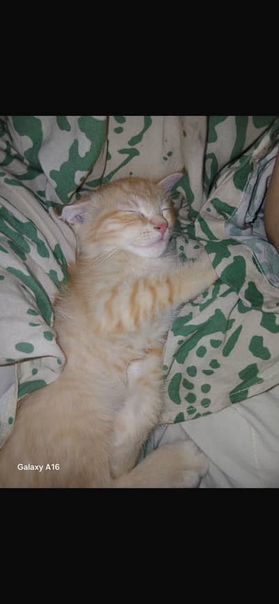 Persian kitten which is vaccinated and very active