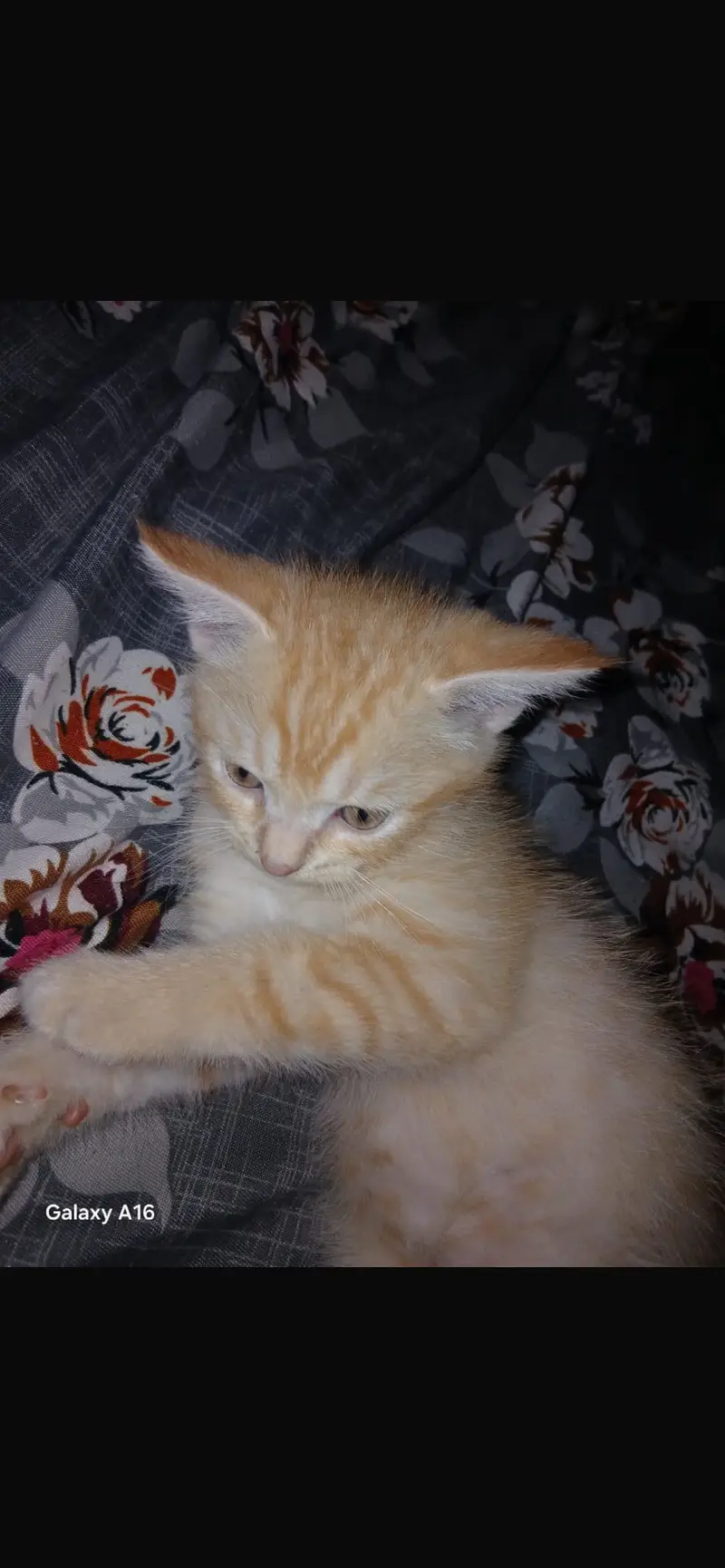 Persian kitten which is vaccinated and very active — photo 2