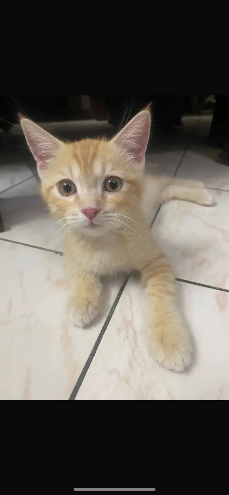Persian kitten which is vaccinated and very active — photo 3