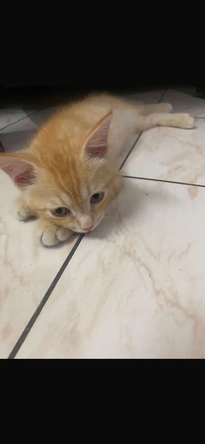 Persian kitten which is vaccinated and very active — photo 4