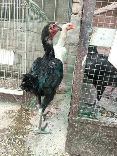 Thai pokoya O Shamo patha Murga Aseel chicks pathi Punas, Burmi,Dragon